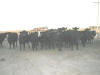 "Wanna Play Dolls with Me?" {The Cows greeting me} South-West of Vinton, IA - 30 October 2008