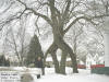 "Double-take" Cedar Falls, IA - 3 January 2009