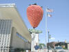 "BIG STRAWBERRY" Strawberry Point, IA - 17 May 2009