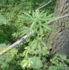 Interesting Plant found while looking for "Dear Where?" Cache, Hickory Hills - 2 July 2006