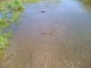 FISH Crossing!!! On the way to "Back in the Big Bend" - 7 May 2006