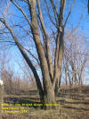 Home of the Winged Beast; This is the tree that I shimmied up, see the cache?