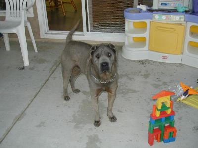 Bob on the back patio - June 2001
