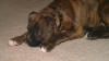 Our Newest Addition to the Family; Boxer Pup - not named yet; 5 March 2006