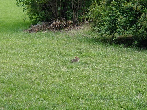 Baby Bunny Rabbit in the back yard - 26 May 2004