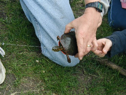 Nathan's 2nd catch - A turtle!