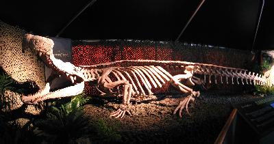 The "Super-Croc", at the Wild Animal Park - April 2002